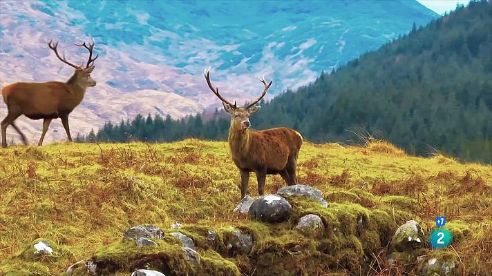 Som Documentals - Gegants i salvatges: Gegants en terres altes