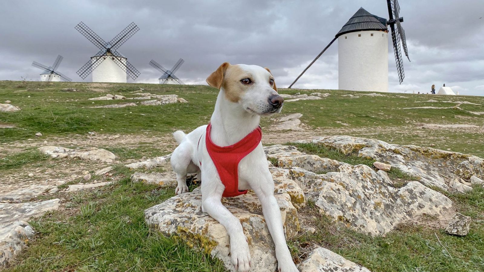 Pipper en ruta, el primer perro que ha dado la vuelta a España