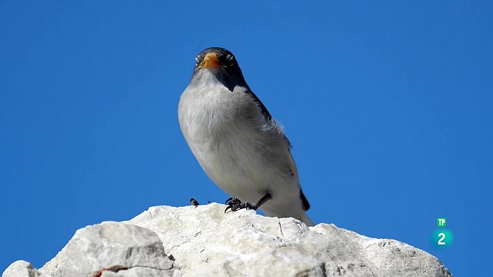 Itàlia: Els monarques de la muntanya del petit Tibet