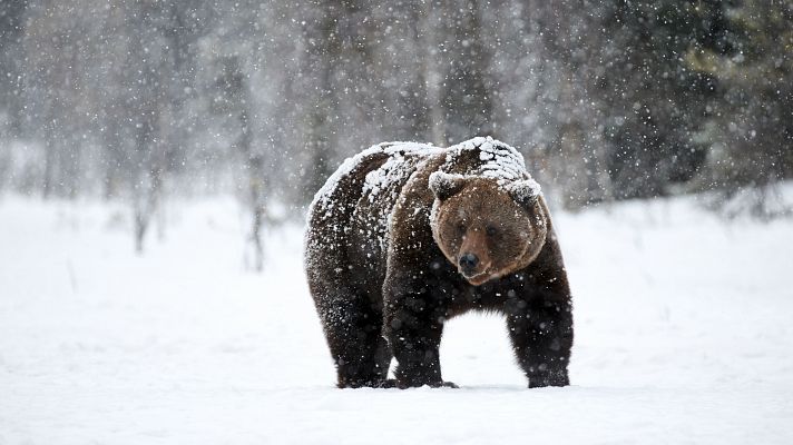 Los osos ya no hibernan debido a los suaves inviernos de los últimos años