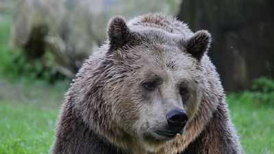 Italia, el ltimo territorio salvaje - Episodio 2: El bosque de los osos pardos - ver ahora