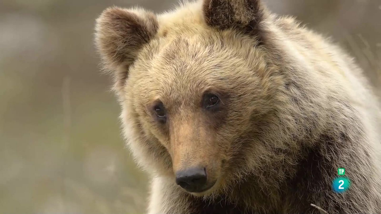 Grans Documentals - Itàlia, els últims territoris salvatges: El bosc dels ossos bruns - Veure ara