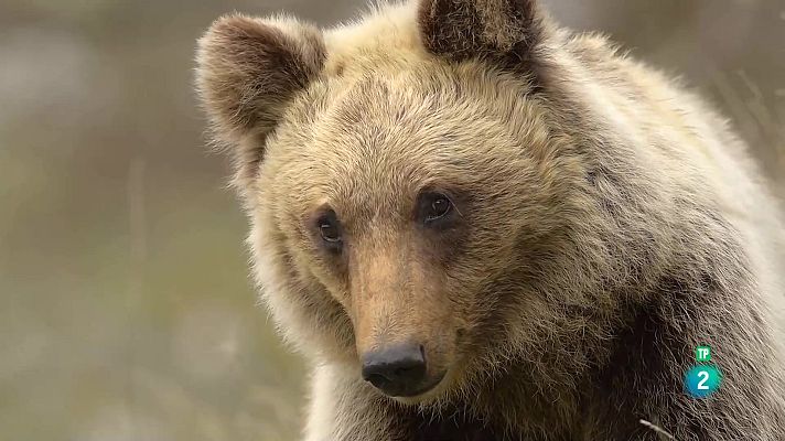 Som Documentals - Itàlia, els últims territoris salvatges: El bosc dels ossos bruns