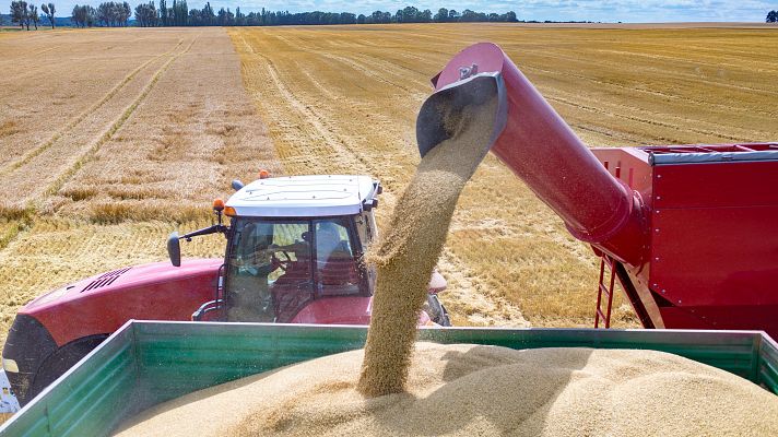 El precio de los cereales, por los suelos: su cotización cae un 44% tras el alza por la guerra de Ucrania