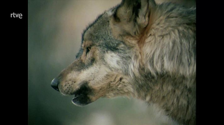 El lobo ibérico pierde diversidad genética