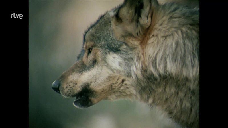 Objetivo Planeta - El lobo ibrico pierde diversidad gentica - ver ahora