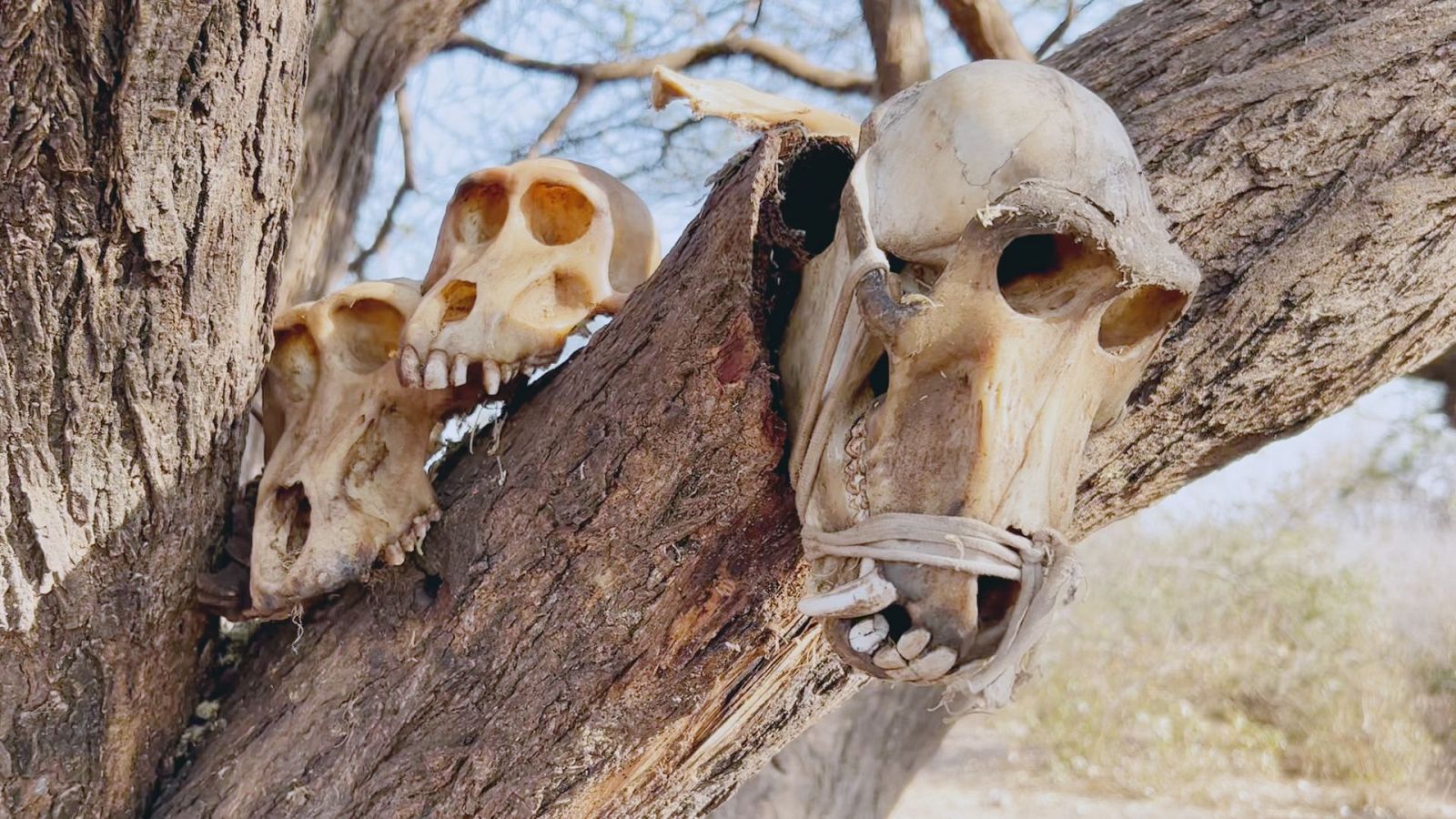 Arqueomanía - Hermano neandertal. Segunda parte - ver ahora