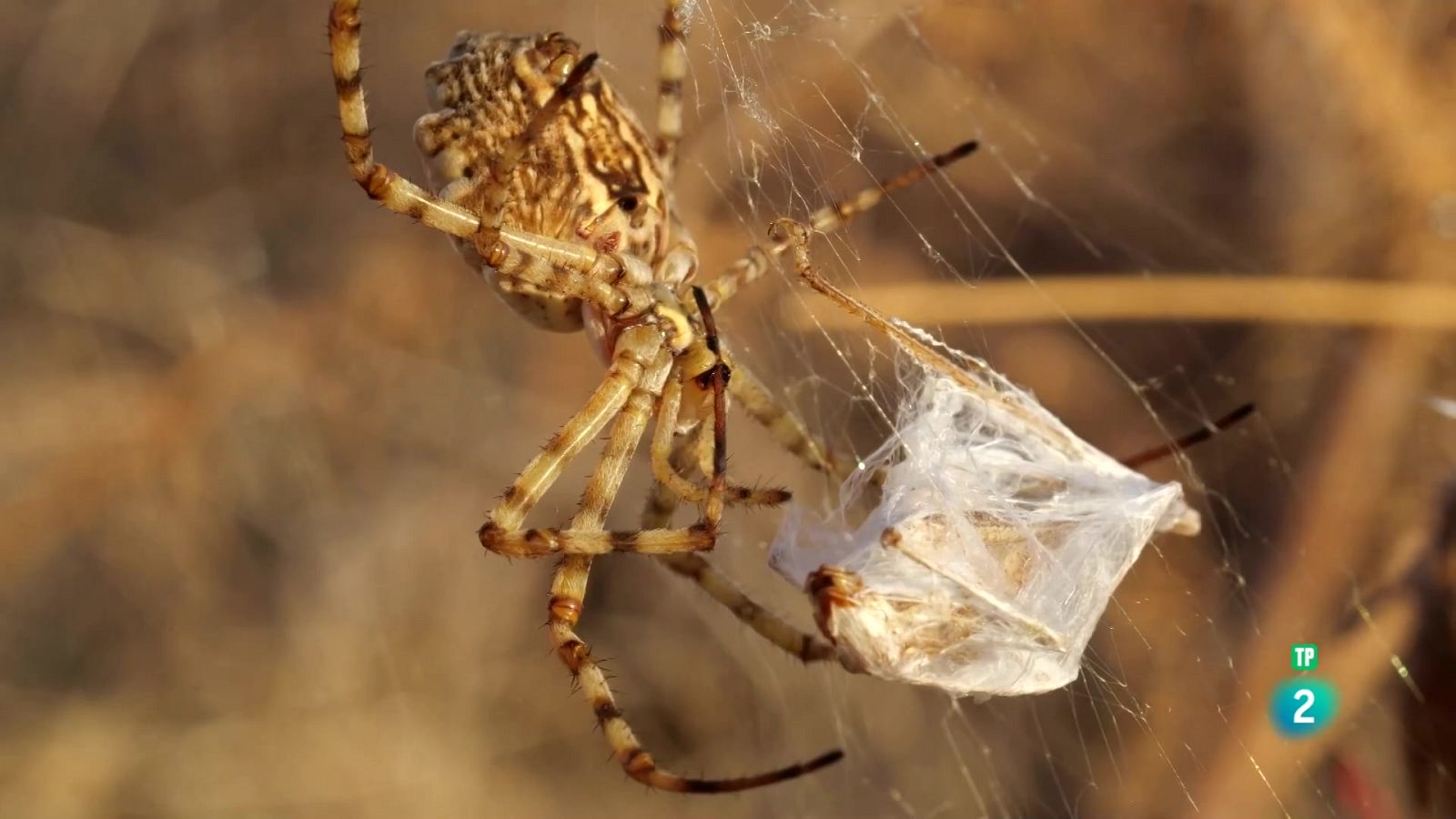 Grans Documentals - Itàlia, els últims territoris salvatges: Estepes meditarrànies - Veure Ara