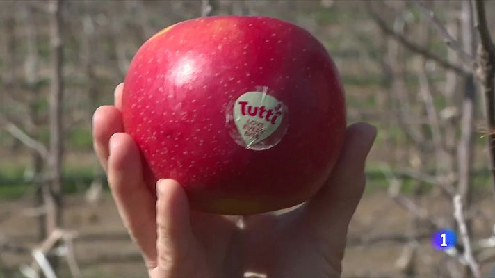 L'Informatiu - La poma Tutti és més resistent a altes temperatures i al canvi climàtic