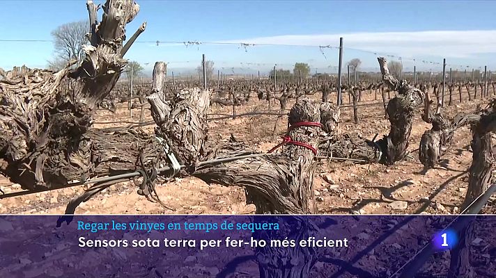 Experiment per fer eficient el reg de les vinyes amb sensors sota terra