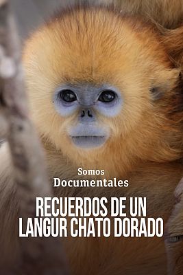 Recuerdos de un langur chato dorado