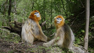 Somos documentales - Recuerdos de un langur chato dorado - ver ahora