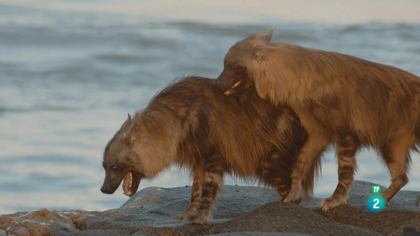 Grans Documentals - Les hienes de la boira - Veure ara