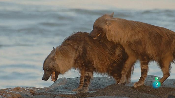 Som Documentals - Les hienes de la boira