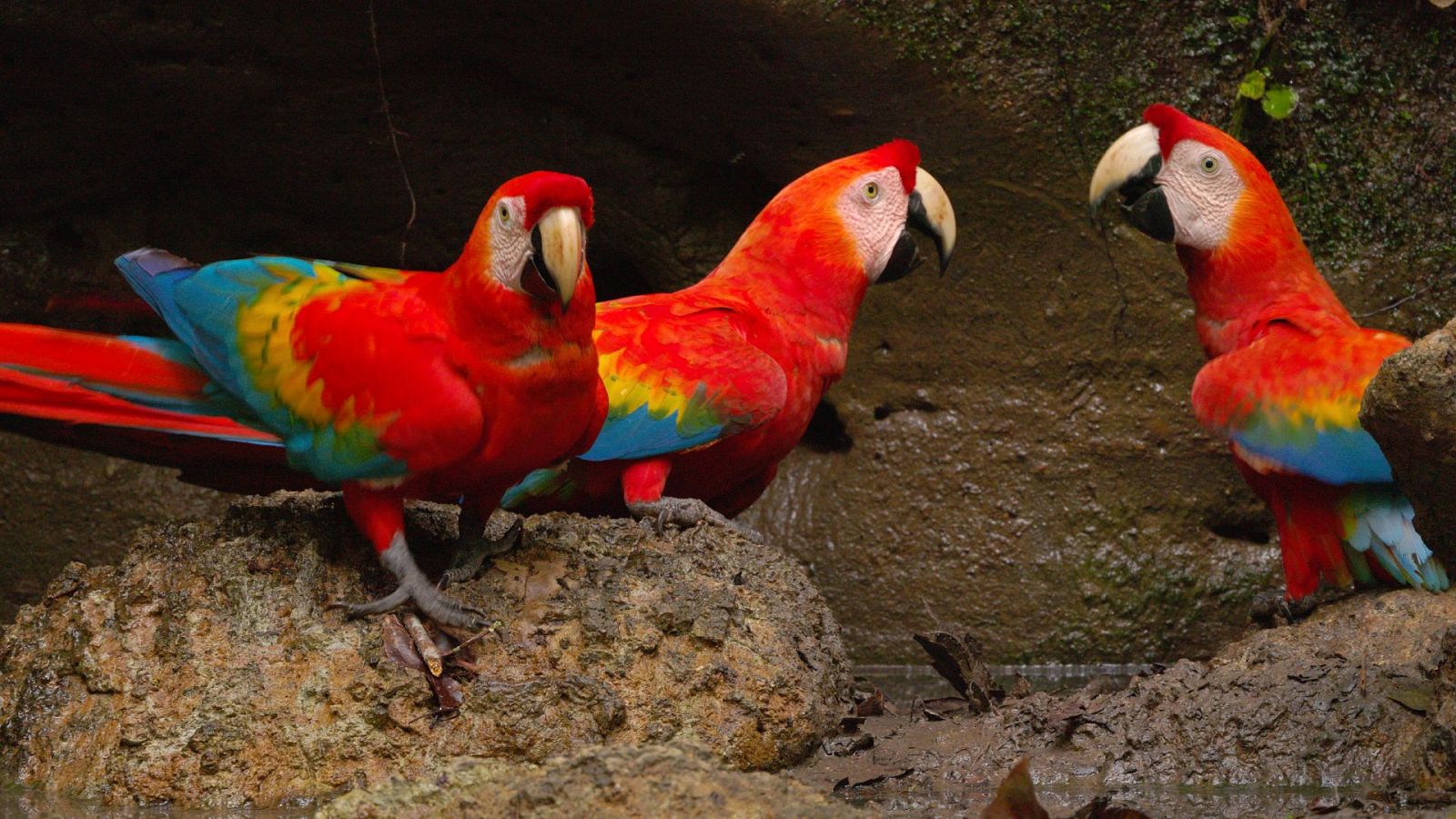 Ecuador en la cima de la biodiversidad - Episodio 1: De La Amazonía a Las Cumbres Andinas