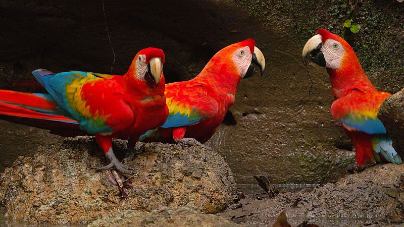 Ecuador en la cima de la biodiversidad - Episodio 1: De La Amazonía a Las Cumbres Andinas - ver ahora