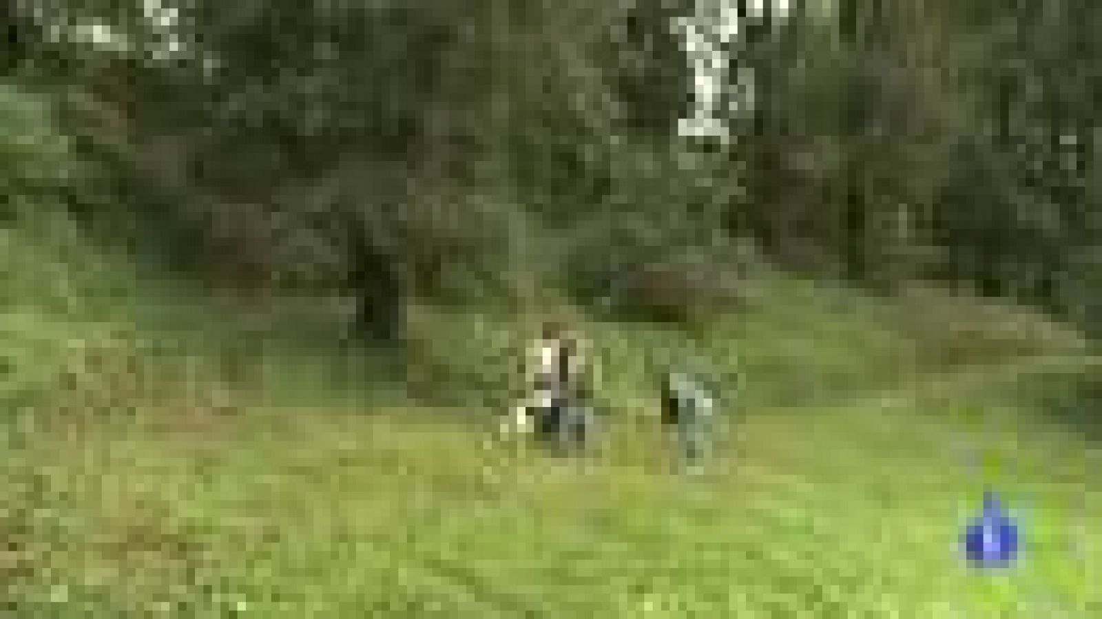 Españoles en el mundo - Florencia - Gemma | Ver