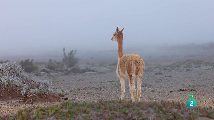 L'Equador: De l'Amazònia als cims andins