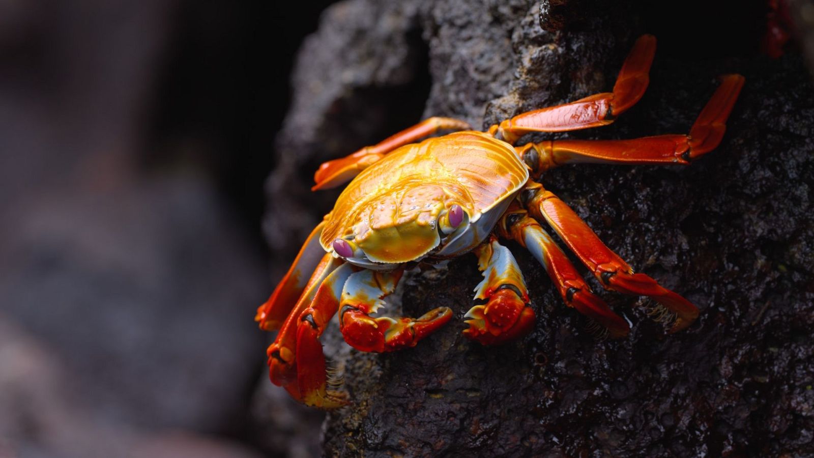 Ecuador en la cima de la biodiversidad - Episodio 2: De los altos Andes a las Islas Galápagos - ver ahora