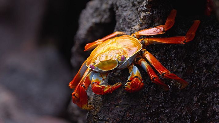 Ecuador en la cima de la diversidad - De los altos Andes a las Islas Galápagos