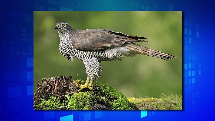 Saber y ganar - Saber y ganar - 15/03/24