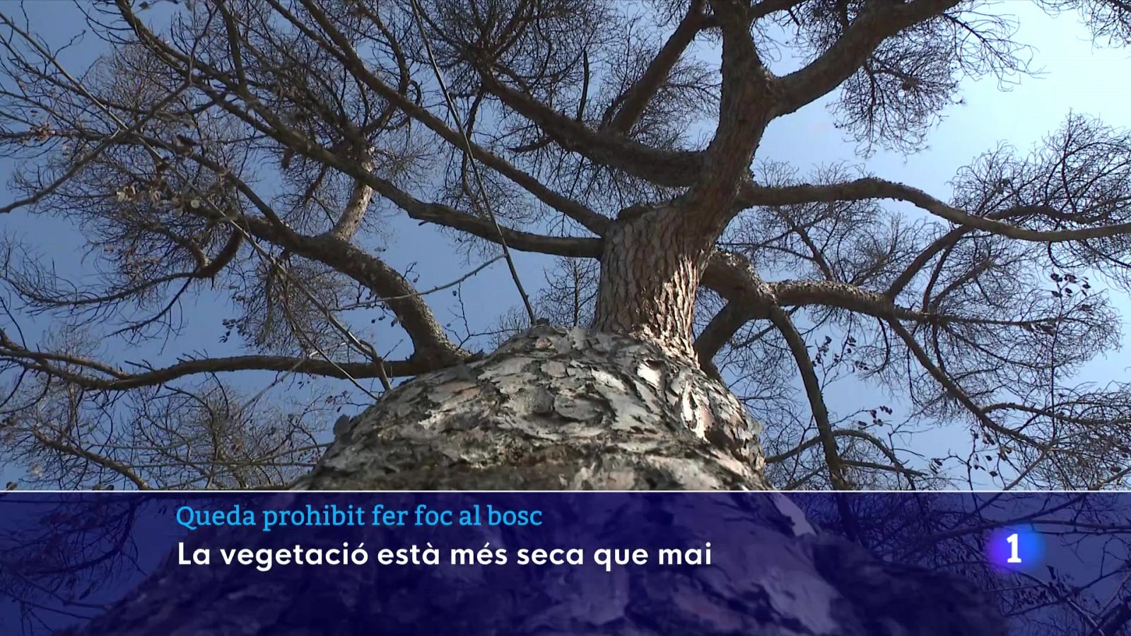 Queda prohibit fer foc al bosc per l'extrema sequera - L'Informatiu | Veure