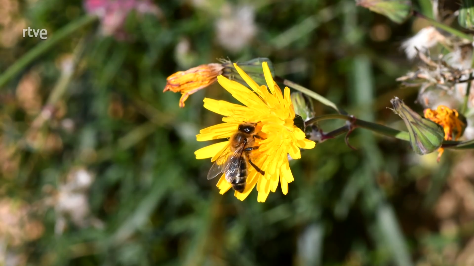 Agrosfera - 16/03/24 - ver ahora