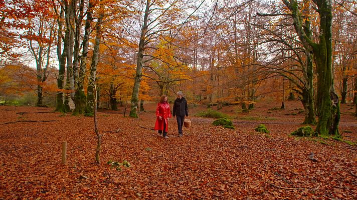 Bosque encantado Navarra