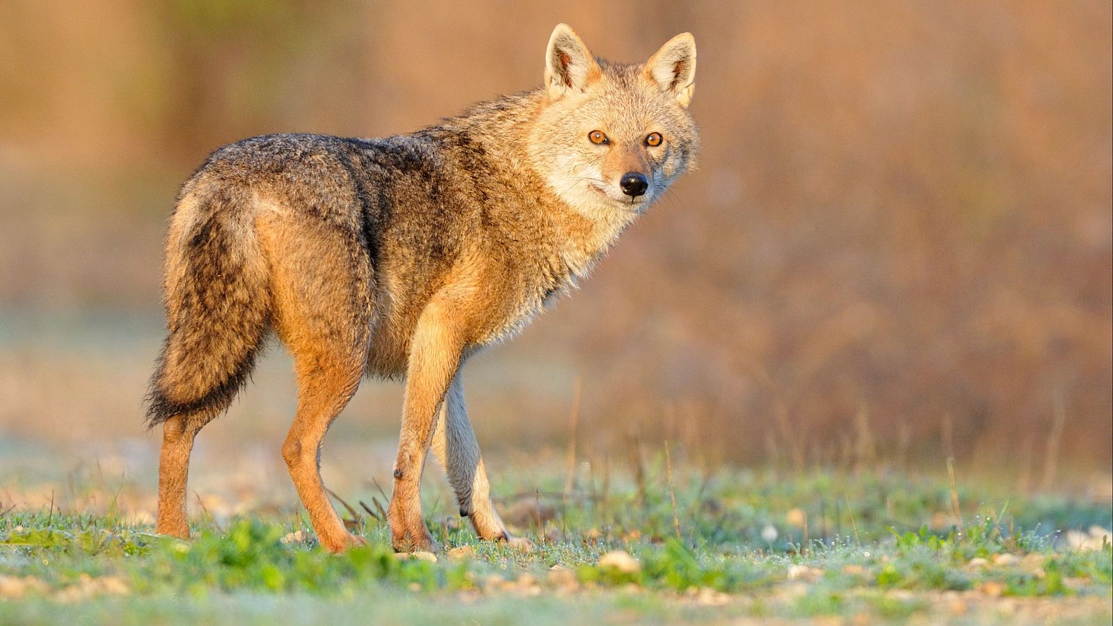 Se avista por primera vez en España un chacal dorado