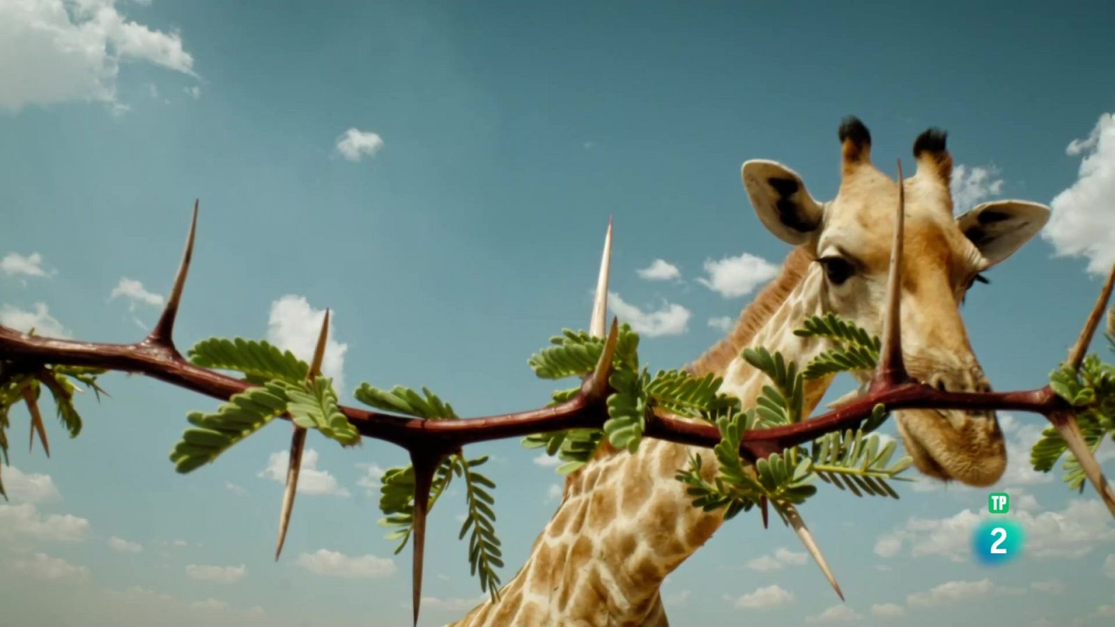 Grans Documentals - No estem mai sols: Kalahari, l'altra llei de la selva - Veure ara