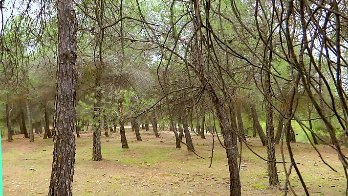 Saber vivir - Shinrun Yoku, baño de bosque en Andalucía
