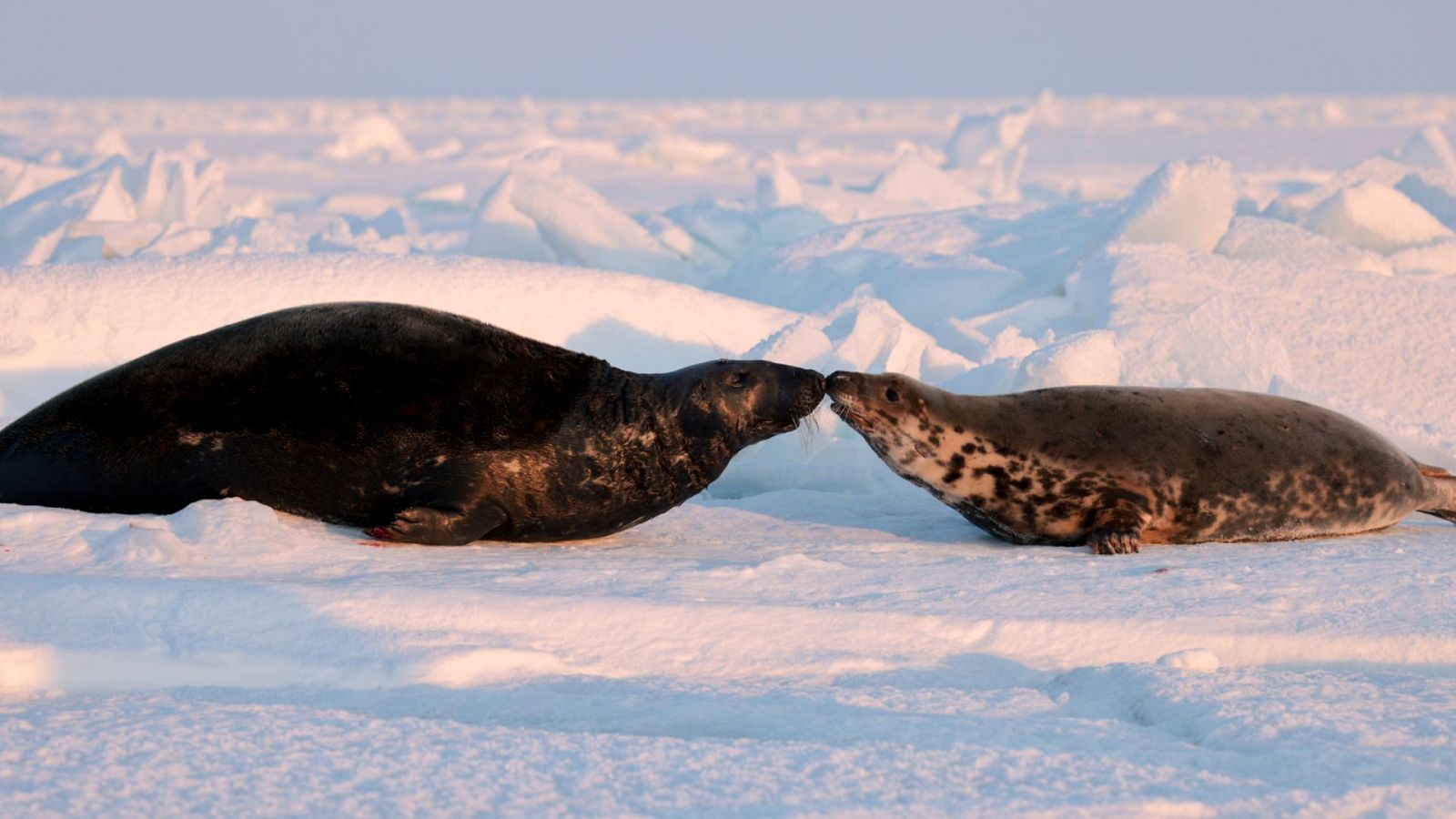 Somos documentales - La vida secreta de las focas
