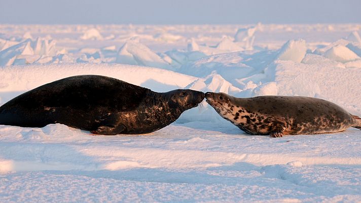 La vida secreta de las focas