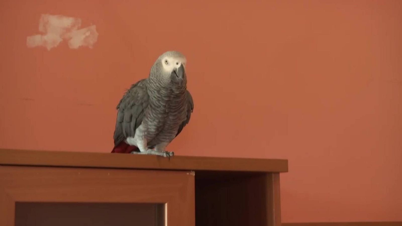 Mañaneros: Un loro bilingüe: Es monologuista y habla euskera - Mañaneros 360 | Ver