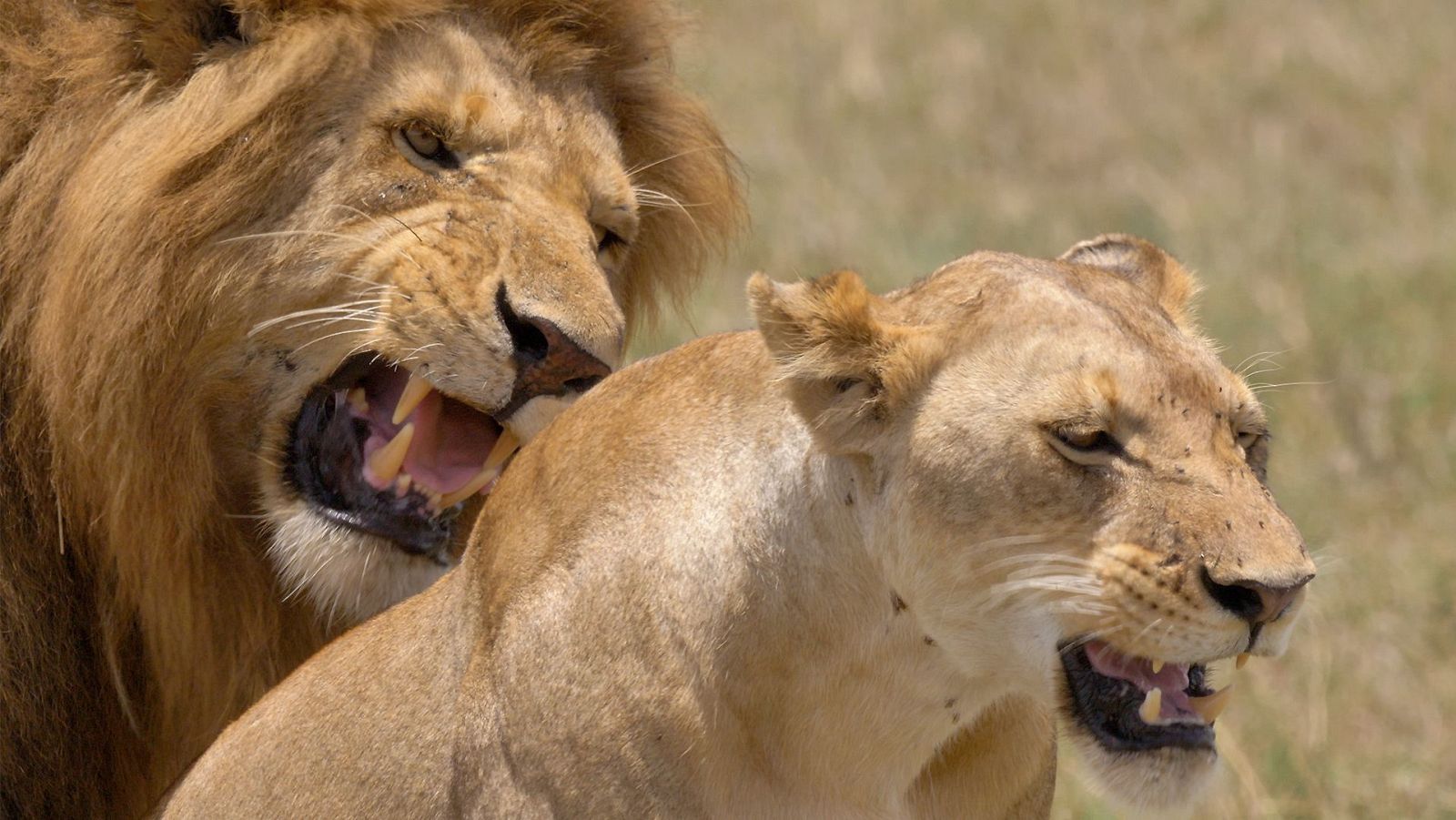 Somos documentales - El sabor de la Sabana. Herbívoros y carnívoros - ver ahora