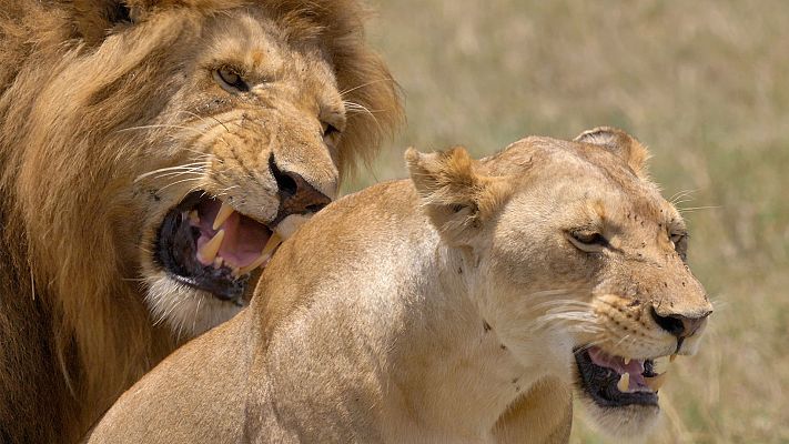 Somos Documentales - El sabor de la Sabana. Herbívoros y carnívoros