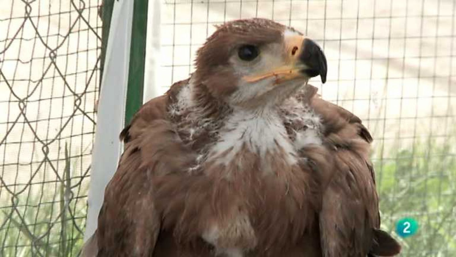 Biodiario - 05/12/12 - ver ahora