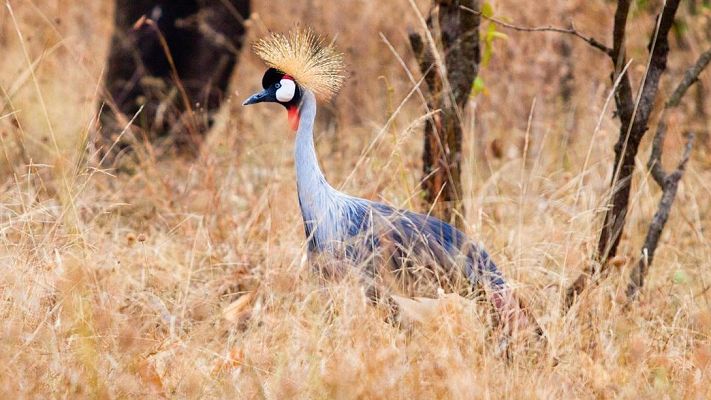 Para todos La 2 - Para Todos La 2-Recuperación de la grulla coronada en Ruanda