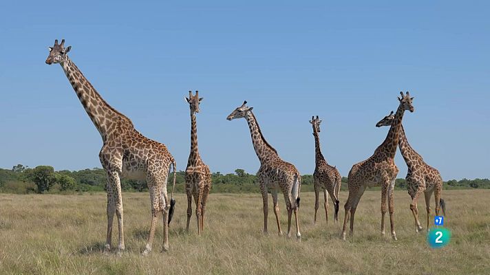 Som Documentals - El repte de la Sabana. Herbívors i carnívors: Festins creuats