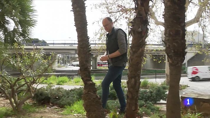 L'Informatiu - La formiga boja s'estén a Barcelona