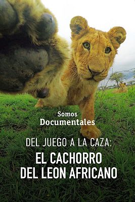 Som Documentals - Del joc a la caça: els cadells de lleó africà
