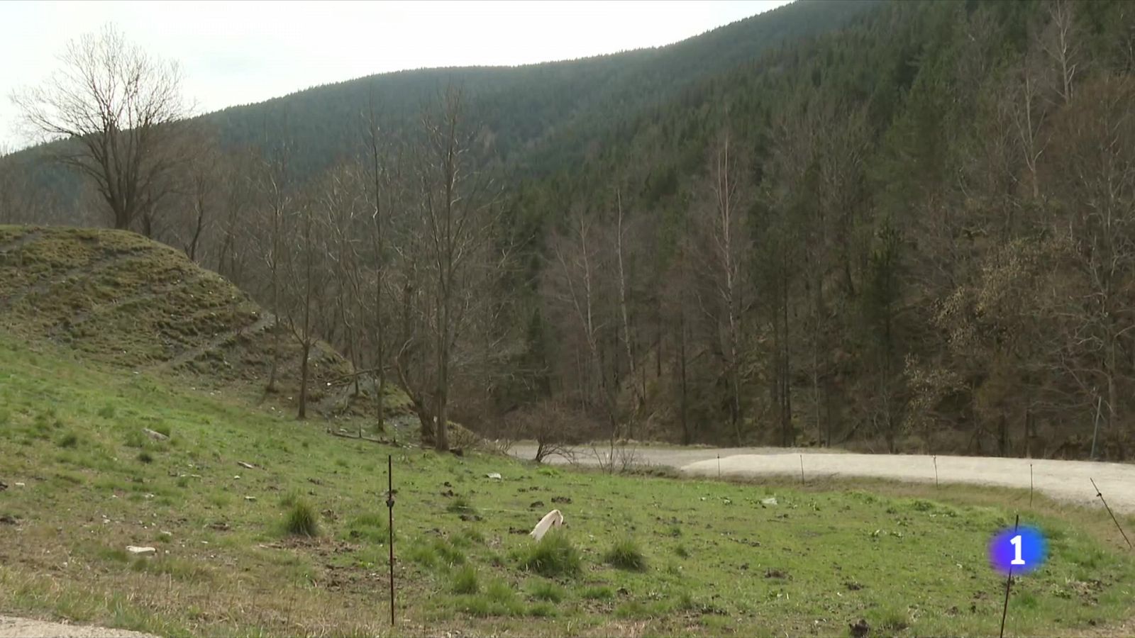 Talar arbres per aconseguir aigua