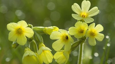 Somos documentales - Historias de primavera - ver ahora