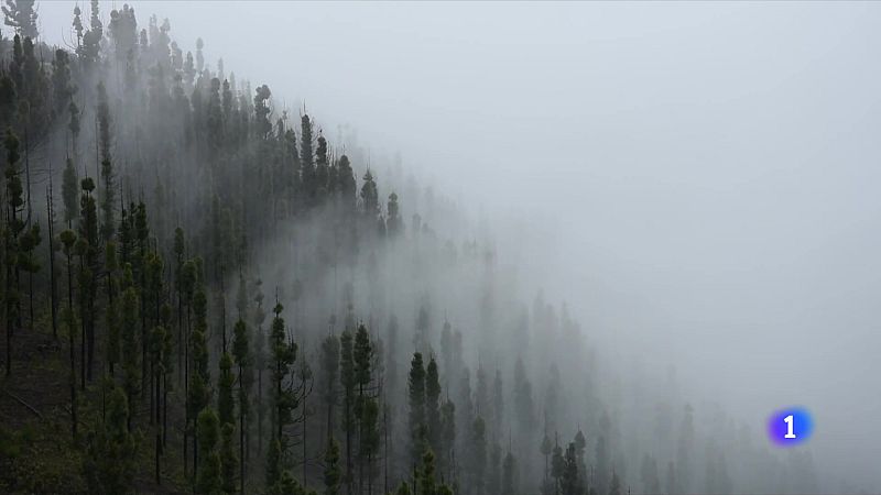 Investigadors creen uns aparells per captar l'aigua de la boira - L'Informatiu | Veure