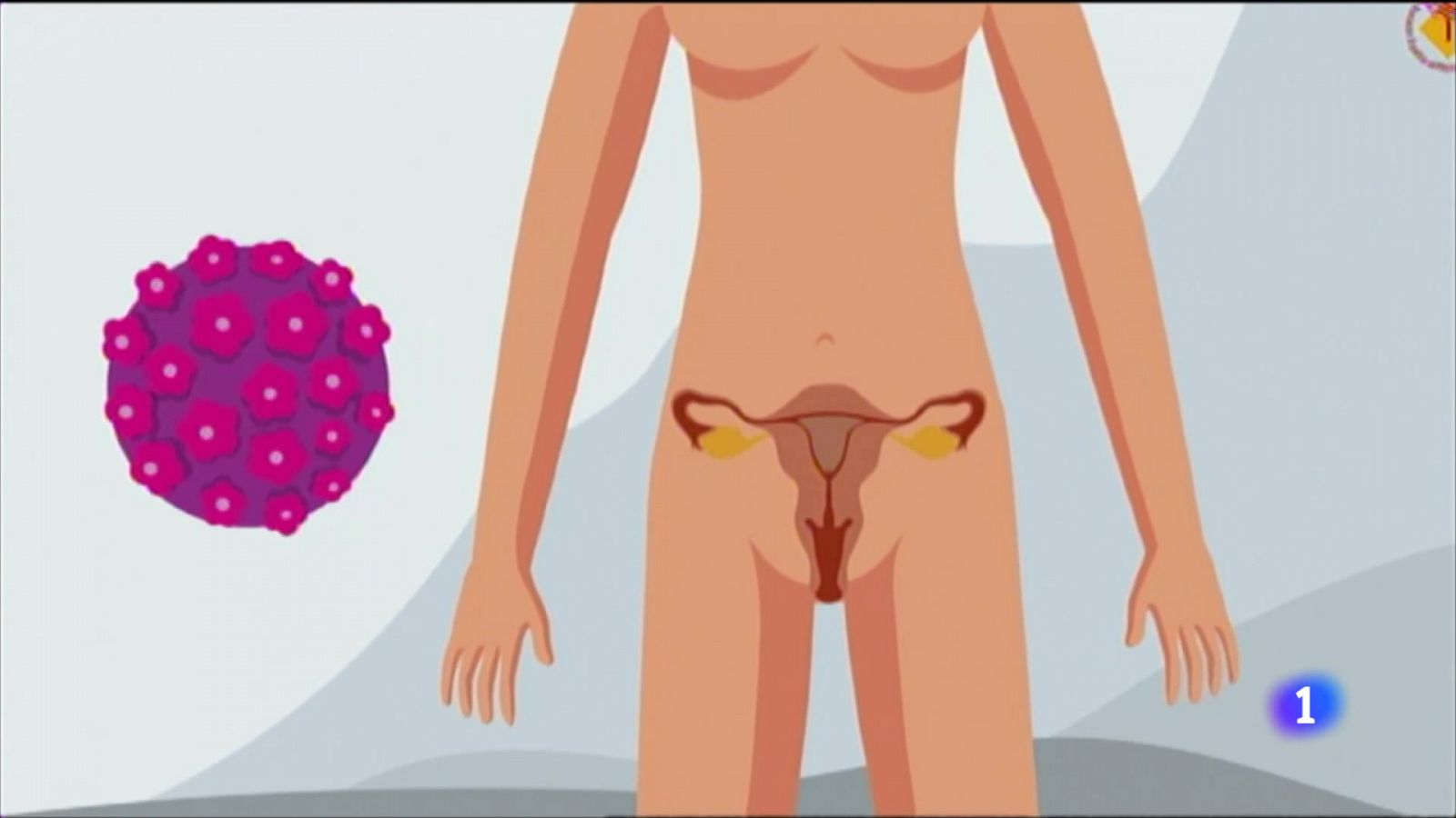 Les dones d'entre 30 i 65 anys es podran fer proves de detecció d'VPH