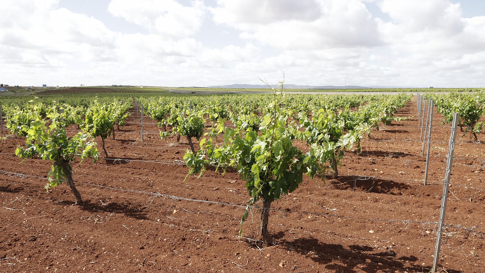 Las últimas lluvias insuficientes para los viñedos del Penedès