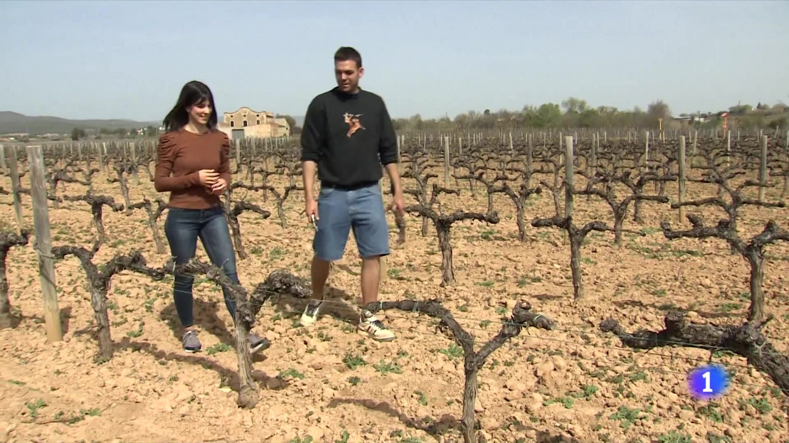 Els viticultors del Penedès, amoïnats per la sequera - L'Informatiu | Veure