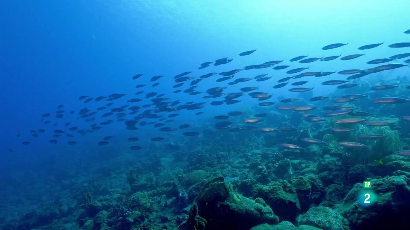 Grans Documentals - Estructures animals: Ciutats sostenibles - Veure ara