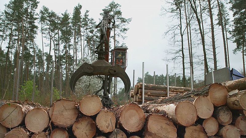 Documentos TV - Ikea, el seor de los bosques - Ver ahora