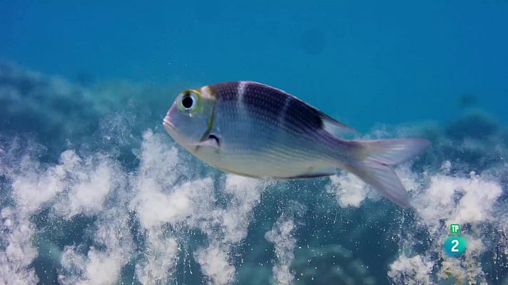 Som Documentals - Estructures animals: Animals paisatgistes